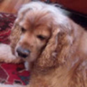 Meet your Posher, Laurie